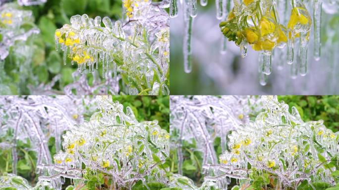 冰雪融化消，春天来了