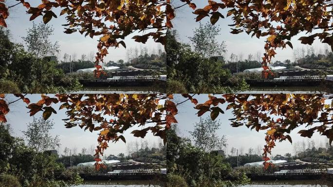 微风吹过农村池塘