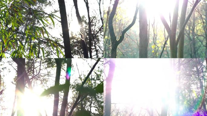森林阳光唯美画面