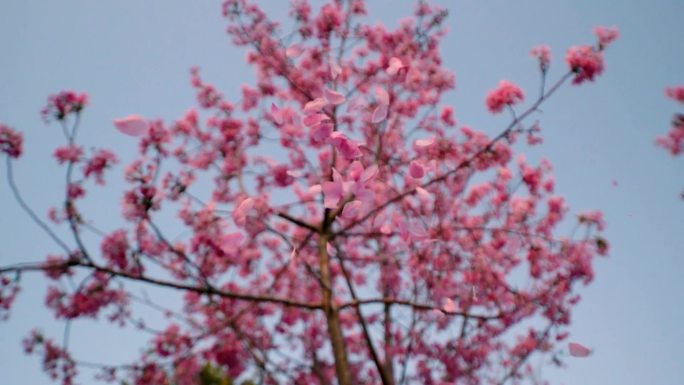 樱花花瓣掉落升格镜头，花瓣冲向镜头