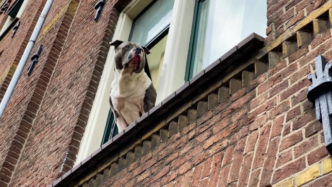 一只狗从二楼的窗户在街上守望。