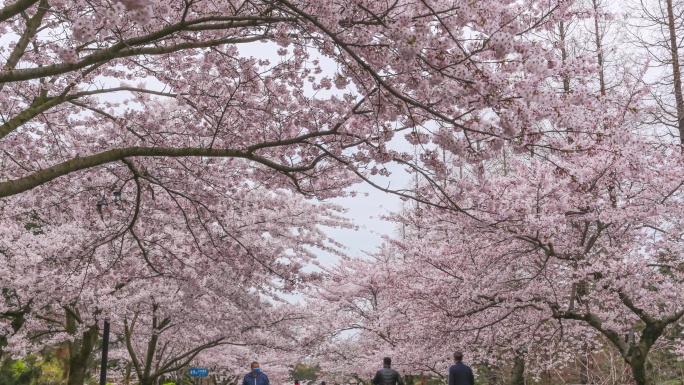 青岛中山公园樱花大道延时