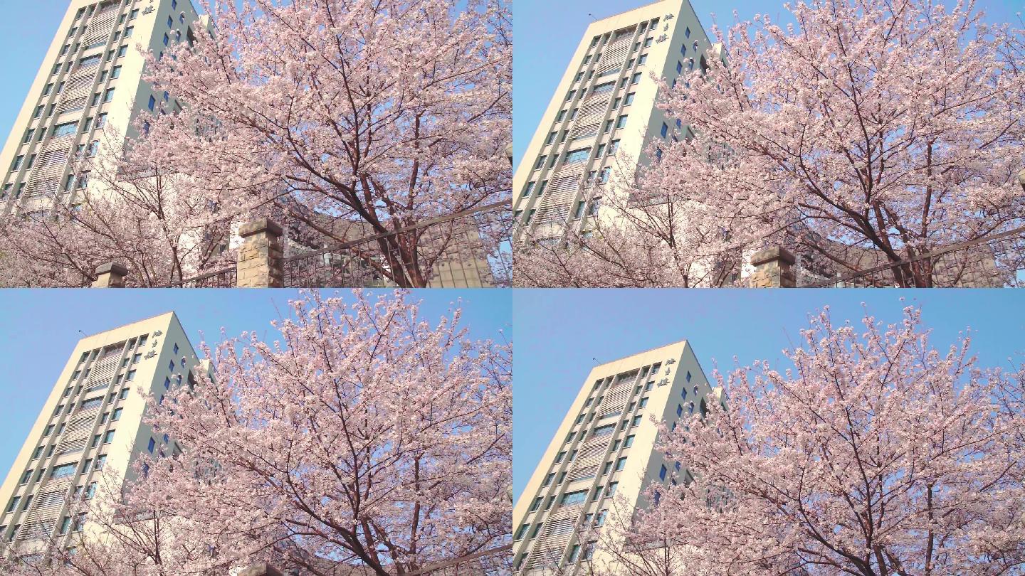 春天满树的粉色樱花盛开