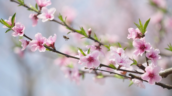 桃花盛开、蜜蜂