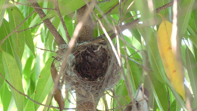 鸟巢 鸟窝 树上的鸟巢