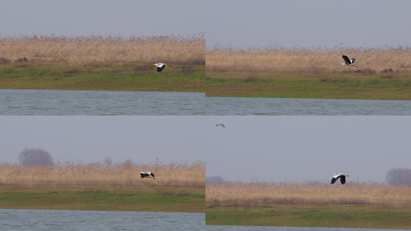 6K飞过湿地湖面的灰鹭【慢动作】