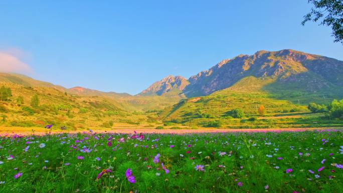 格桑花 玫瑰花 花海延时 唯美延时