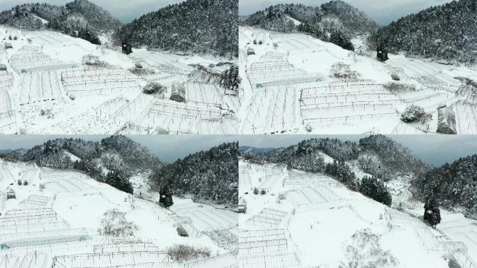 盘前村高山蔬菜基地冬季雪景风光4K航拍