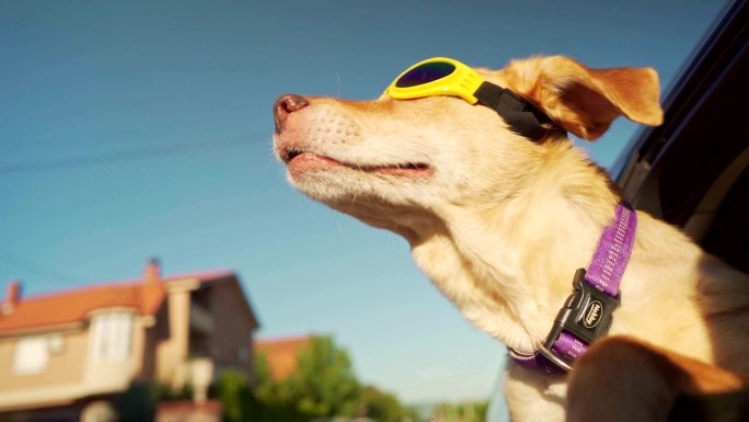 戴着保护性太阳镜的狗正看着敞开的车窗