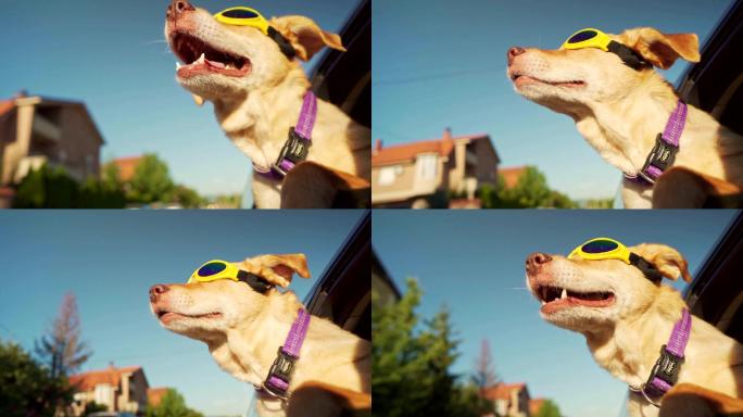 戴着保护性太阳镜的狗正看着敞开的车窗