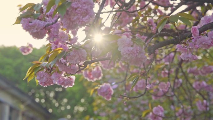 春天阳光下的晚樱樱花八重樱