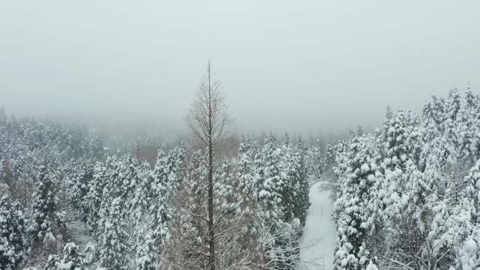 金华山森林露营基地雪景风光4K