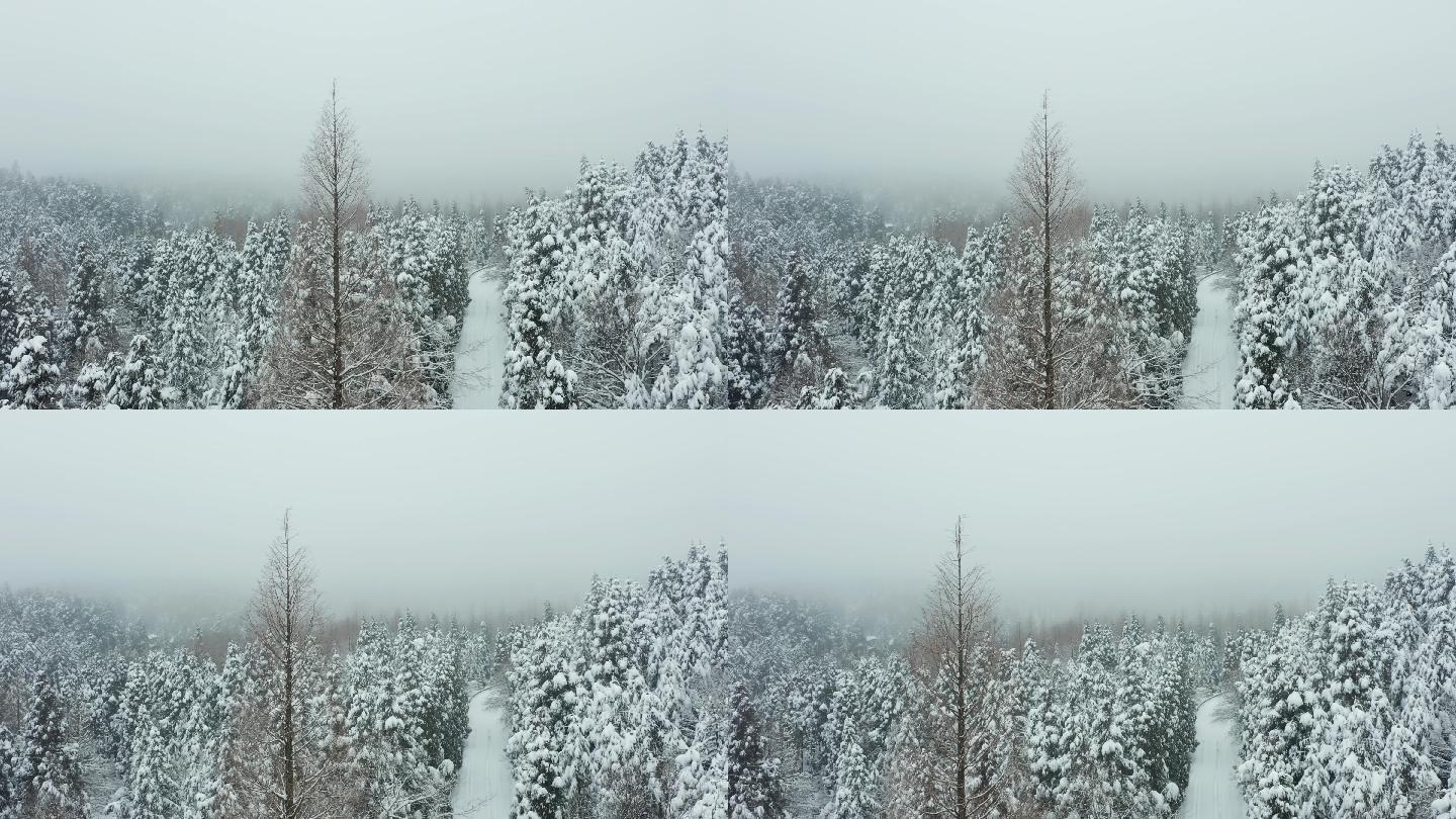 金华山森林露营基地雪景风光4K