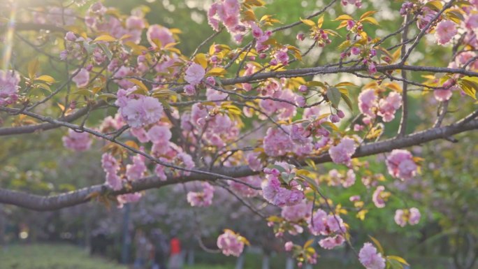 武汉理工大学春天粉红色的樱花晚樱绽放