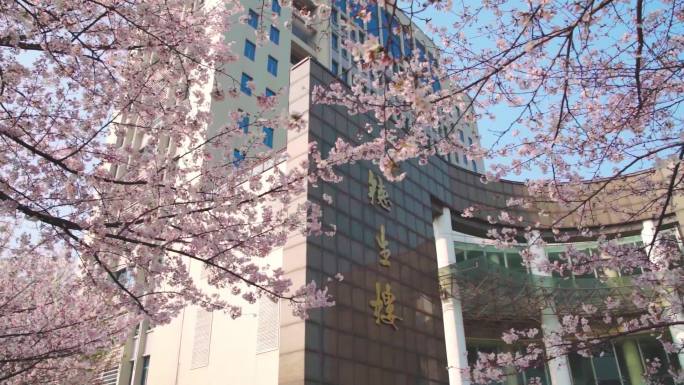 武汉理工大学德生楼前的樱花