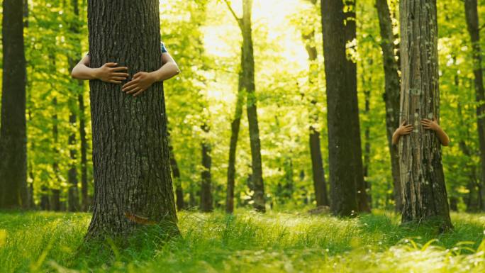 孩子在森林里拥抱树干