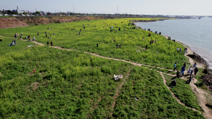 5.4K春天市民油菜花田踏青拍照打卡航拍