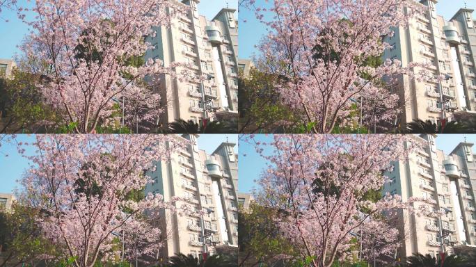 武汉理工大学逸夫楼前的樱花