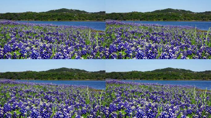 湖边蓝色的花海大美风光美丽风景