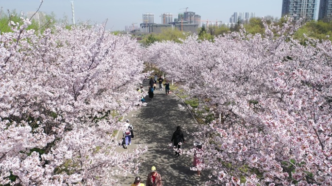 浪漫樱花