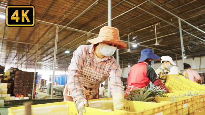 菠萝凤梨分拣线分选线4k