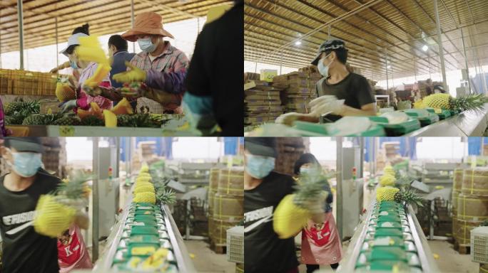 菠萝凤梨分拣线分选线4k