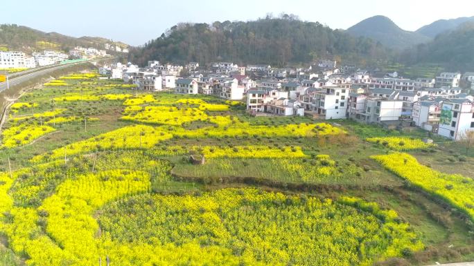 油菜花 乡村振兴