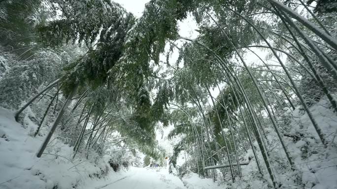 雪中竹林