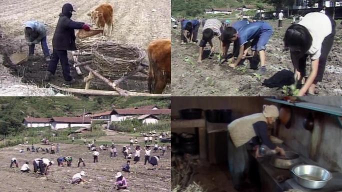 上世纪朝鲜农民