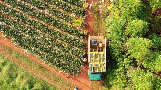 菠萝凤梨产地果农装车运输航拍4k