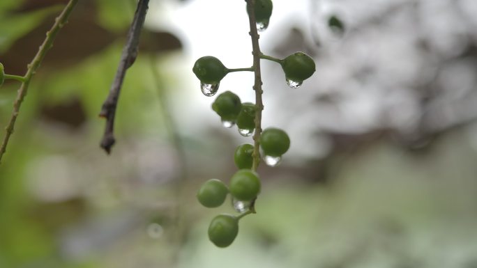 实拍水果果实露水水滴视频素材