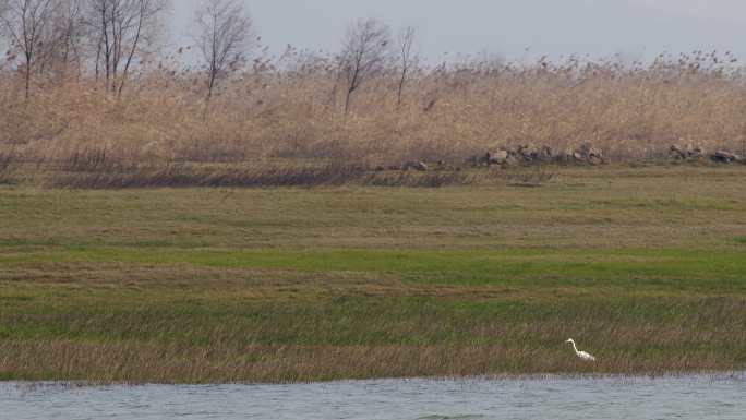 6K湿地湖边的黄嘴白鹭