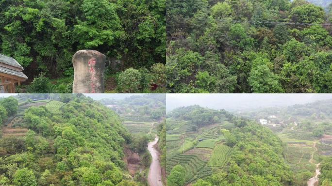 福建福鼎白茶中国白茶第一村