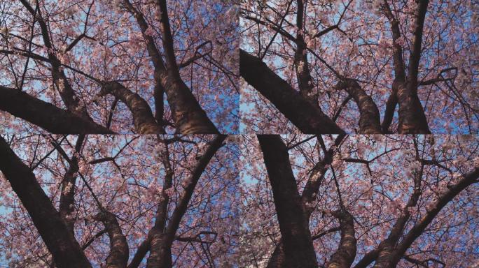蓝天下仰望樱花树上的樱花