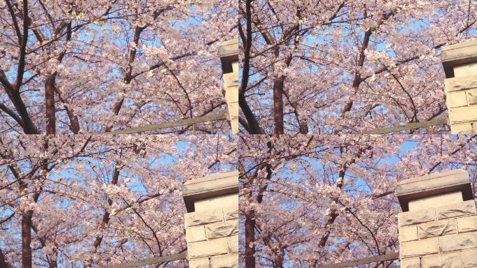春天蓝天下满树的樱花盛开