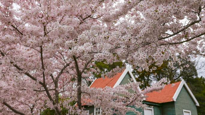 青岛中山公园樱花大道樱花和小房子延时