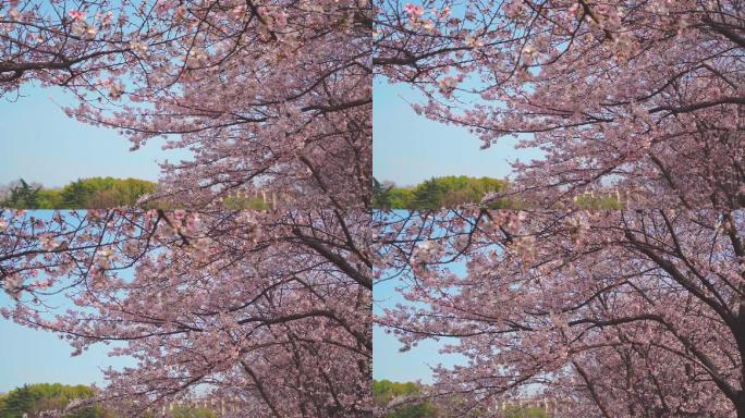 春天蓝天下樱花树的樱花绽放