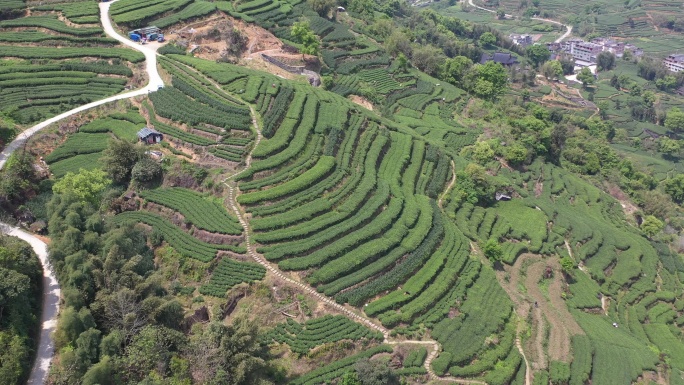 福建 福鼎白茶 茶山 茶园 航拍