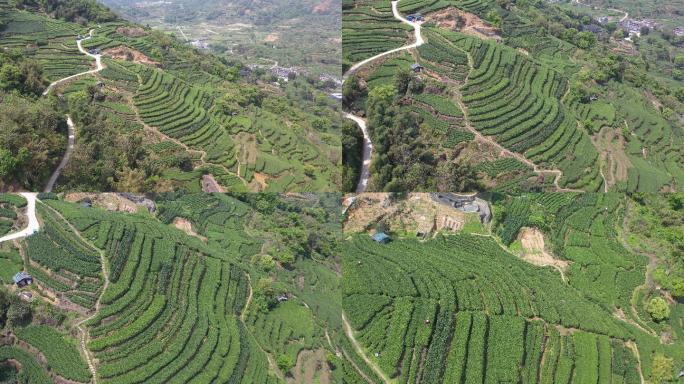 福建 福鼎白茶 茶山 茶园 航拍