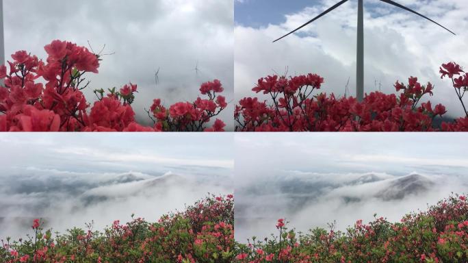 高山杜鹃花花海云海映山红