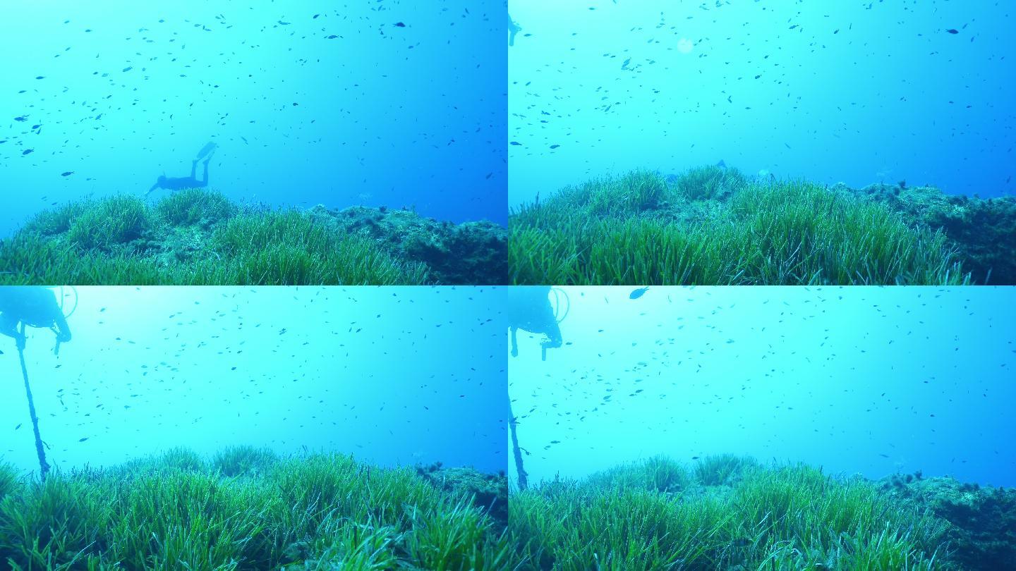 一群鱼和潜水员投影荷花池锦鲤金鱼游动莲花
