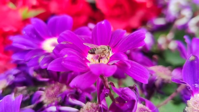 蜜蜂采蜜花朵