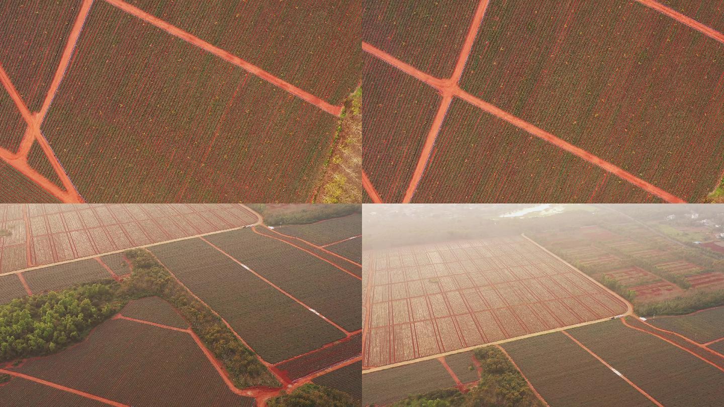 整齐的红土地红色土壤航拍4k