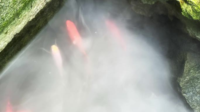 弥漫着雾气的水池里饲养的锦鲤和金鱼