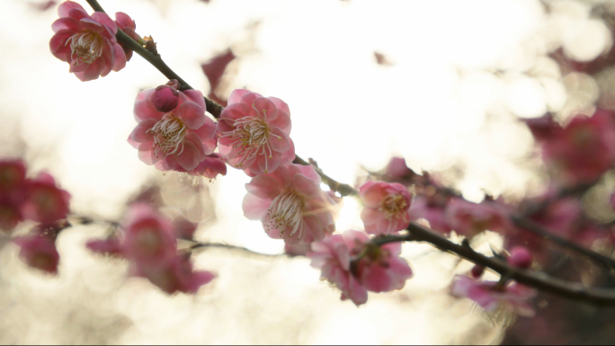 梅花实拍素材