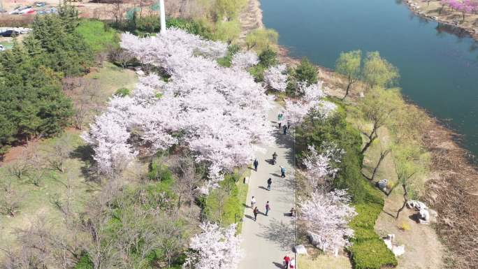 潍坊樱花大道