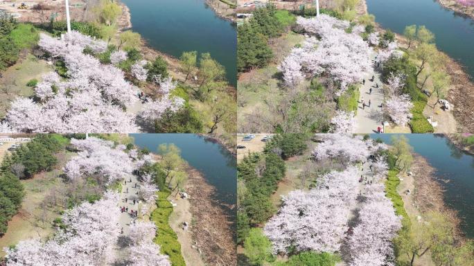 潍坊樱花大道