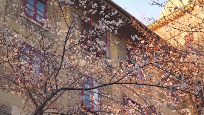 武汉大学老建筑前樱花绽放