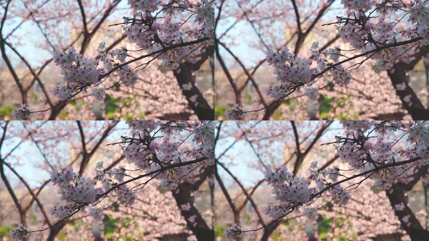 春天樱花树上盛开的樱花