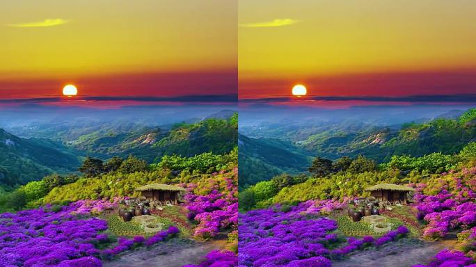 花漫山野花清晨迎日出朝霞邂逅一场绝美晨雾